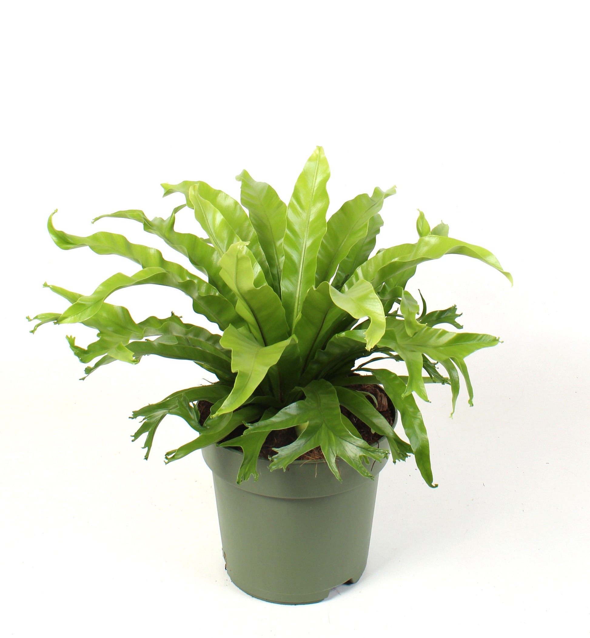 Asplenium Crissie 45cm 21cm Pot