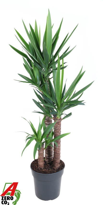 Yucca elephantipes 140cm 27cm Pot