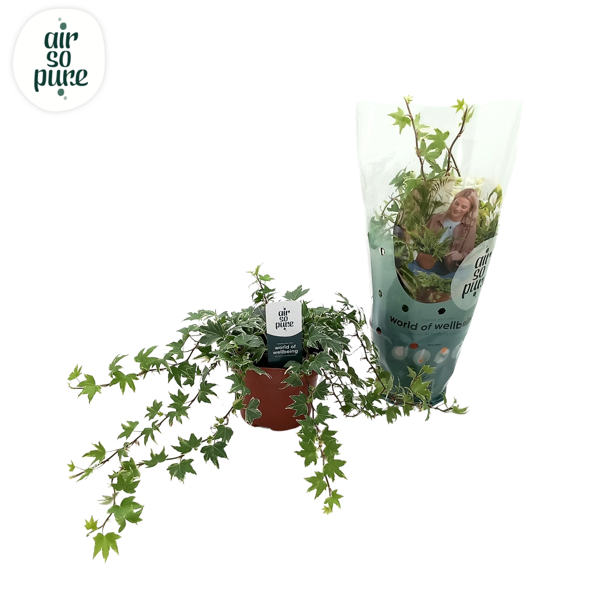 Quakelplant BV Hedera helix White Ripple Pack of 8