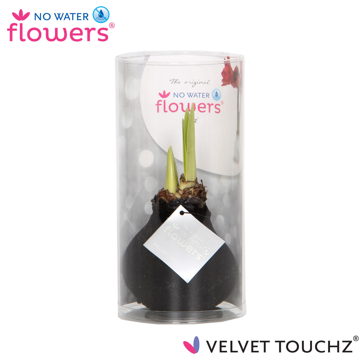 Hippeastrum wax 15cm 998cm Pot