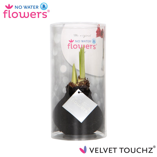 Hippeastrum wax 15cm 998cm Pot