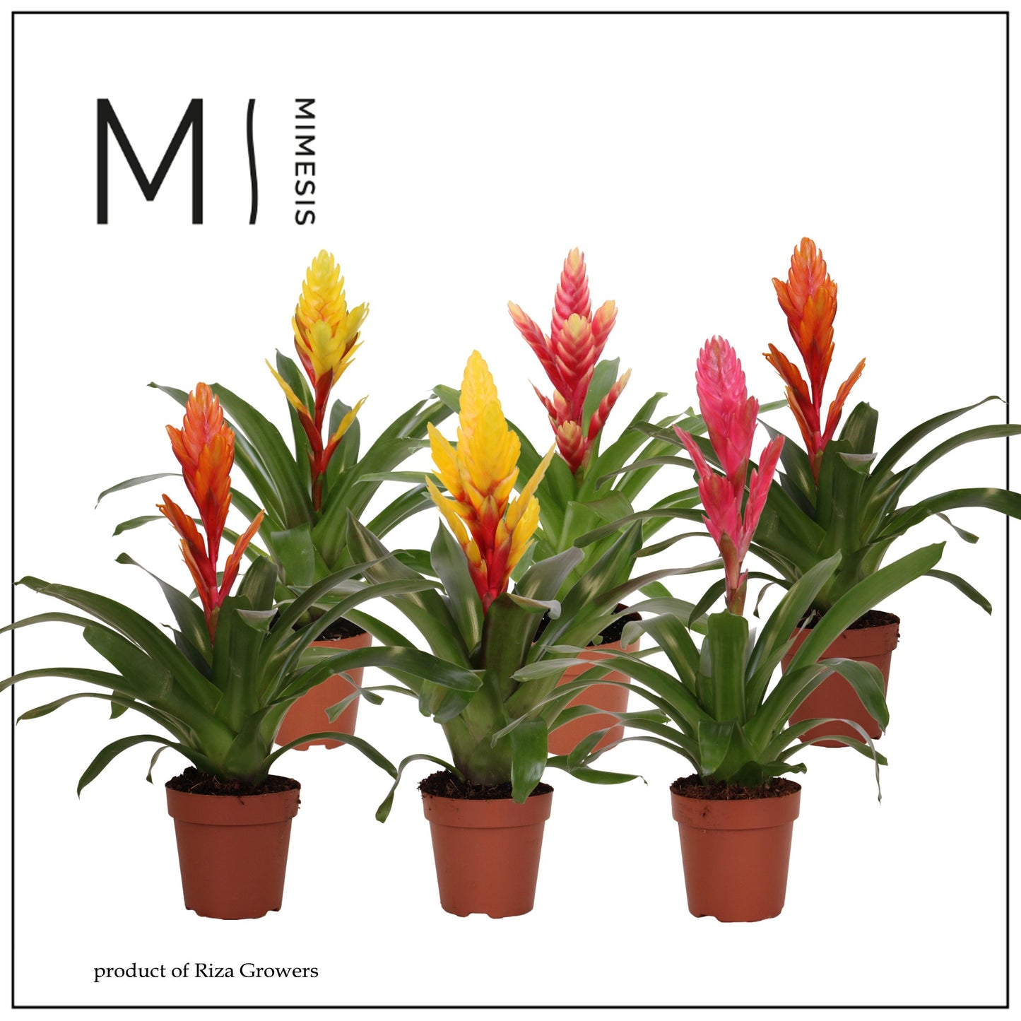 Vriesea mix 45cm 12cm Pot