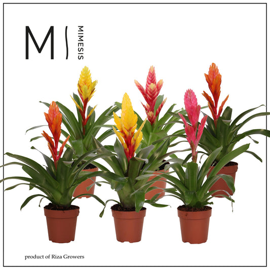 Vriesea mix 45cm 12cm Pot