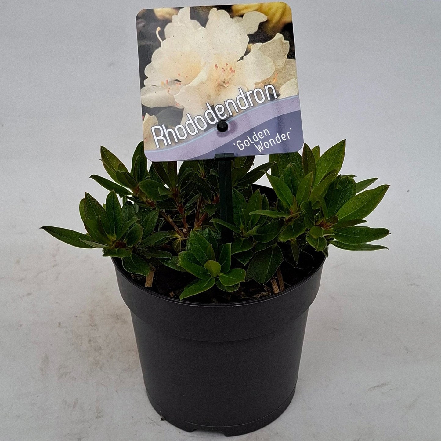 Rhododendron Golden Wonder 15cm 13cm Pot