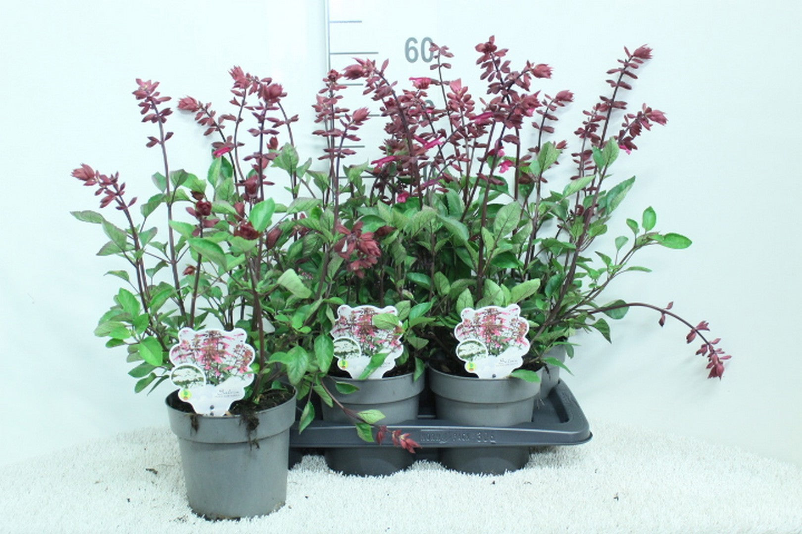 Salvia officinalis 60cm 17cm Pot