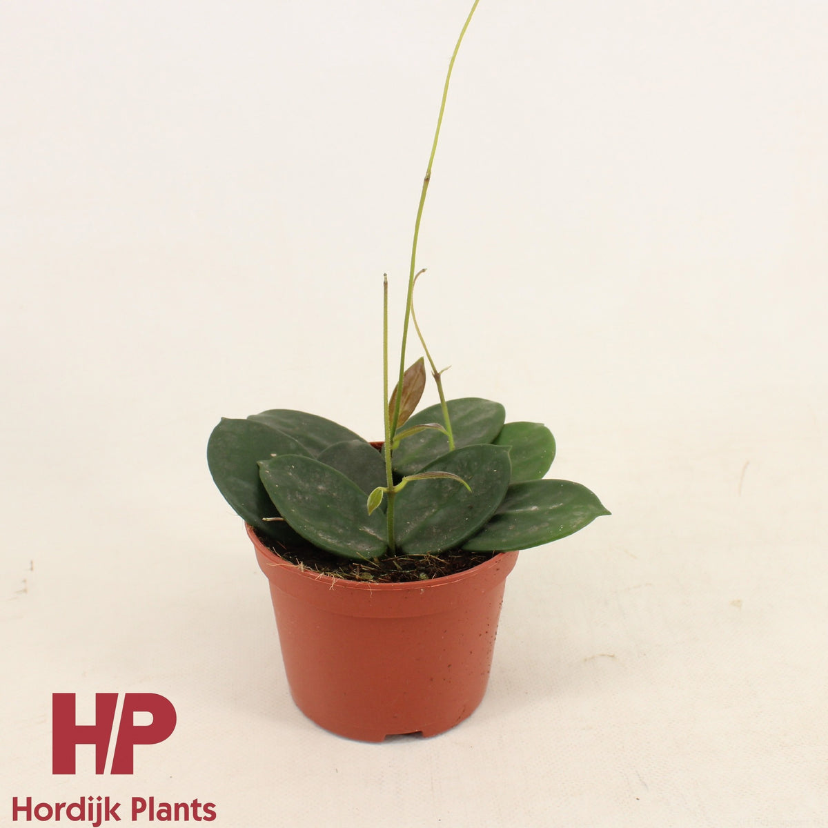 Hoya australis 12cm Pot