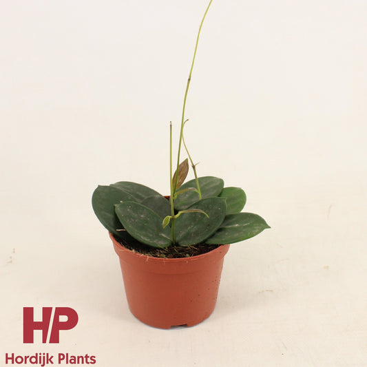 Hoya australis 12cm Pot