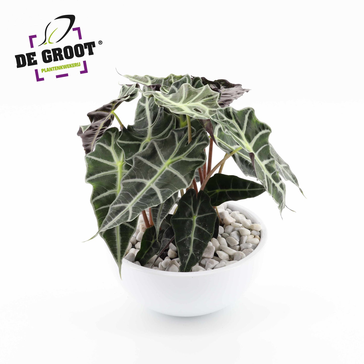Plants in bakken 25cm Pot