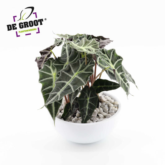 Plants in bakken 25cm Pot