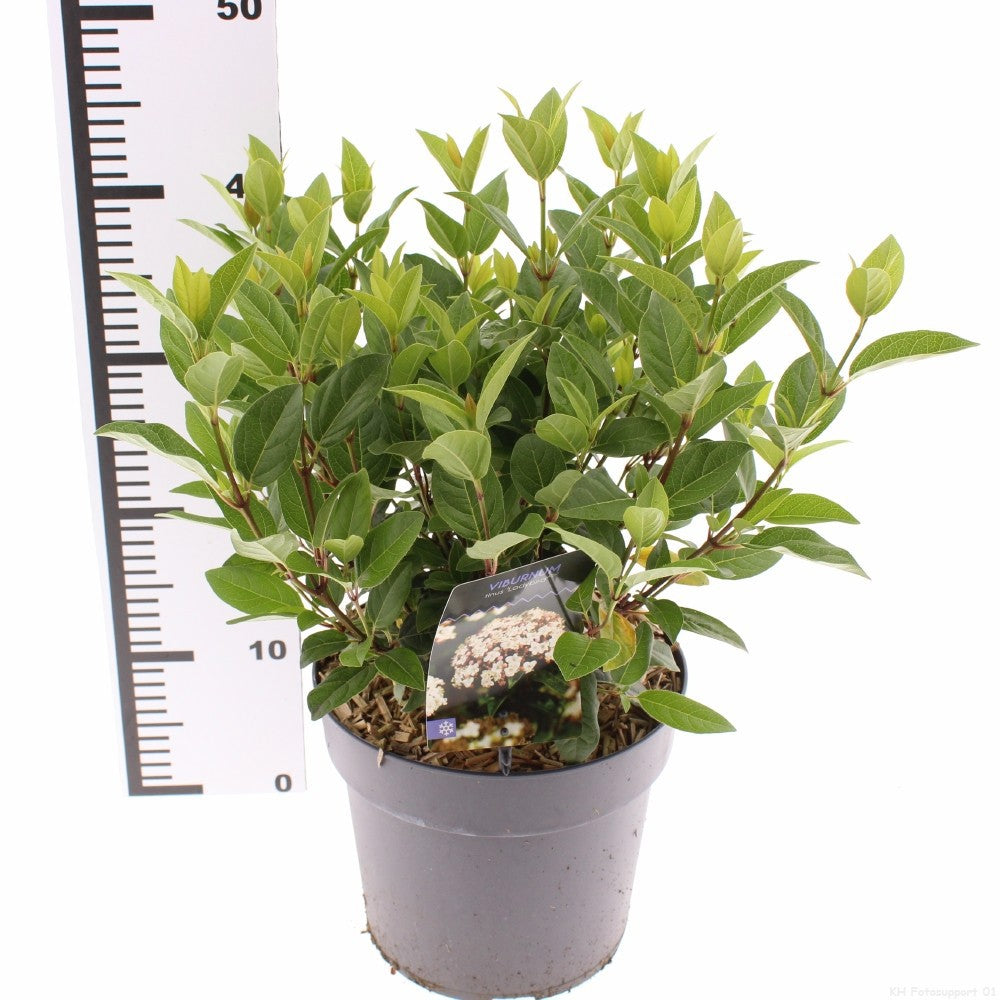 Viburnum tinus Ladybird 40cm 23cm Pot