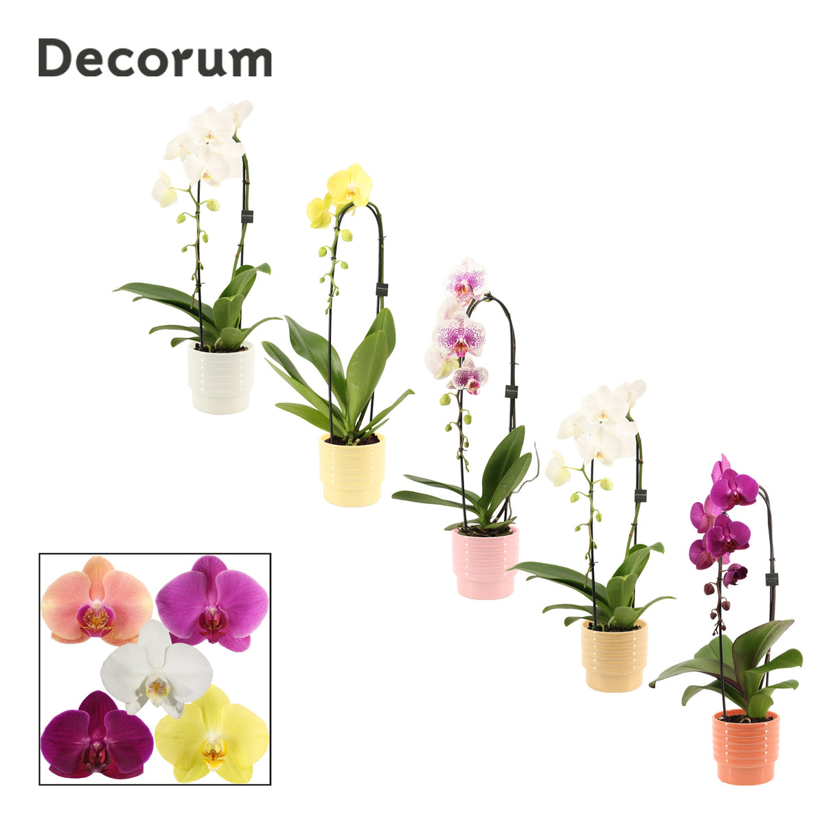 Phalaenopsis mix 55cm 12cm Pot