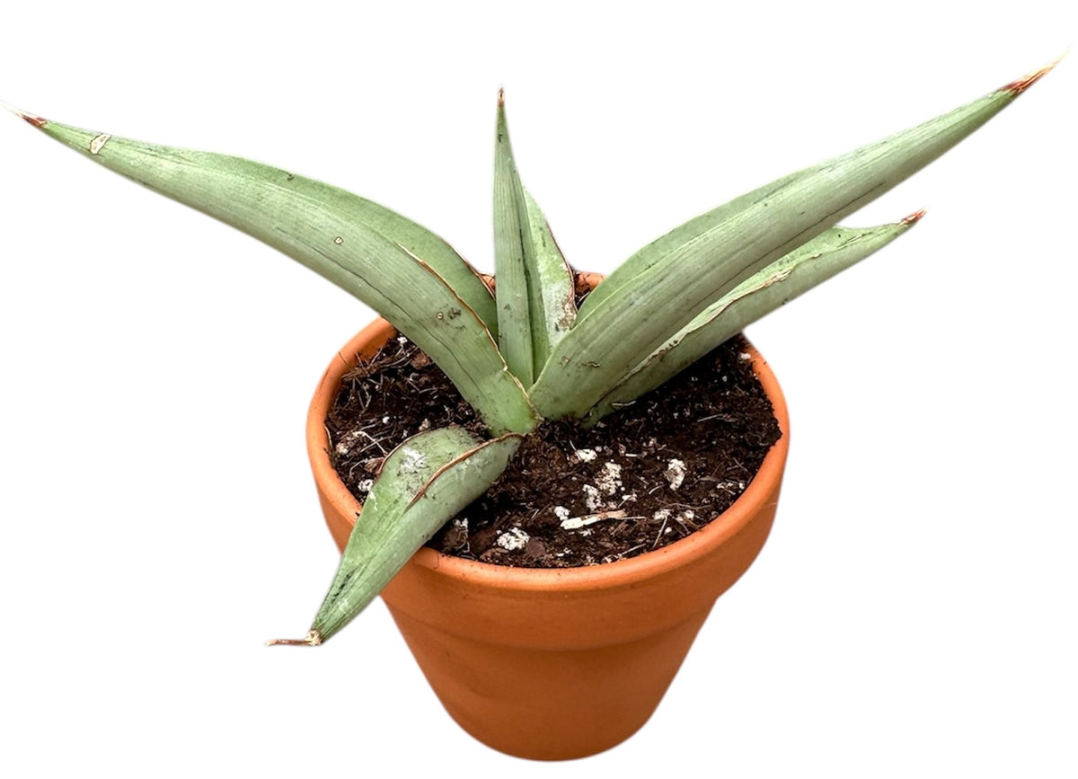 Sansevieria 15cm 8cm Pot