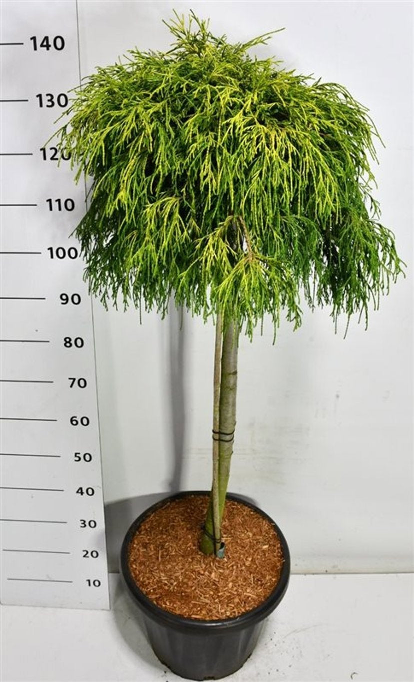 Chamaecyparis Sungold 150cm 38cm Pot