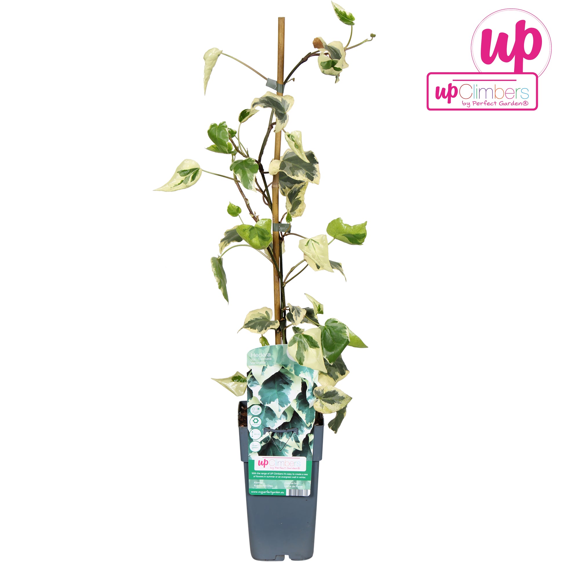 Hedera col. Dentata Variegata 15cm Pot