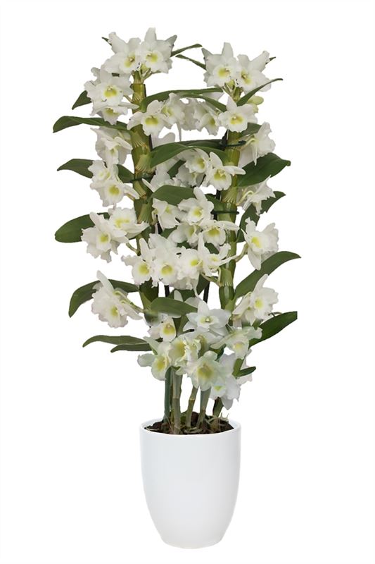 Dendrobium Apollon 50cm 12cm Pot