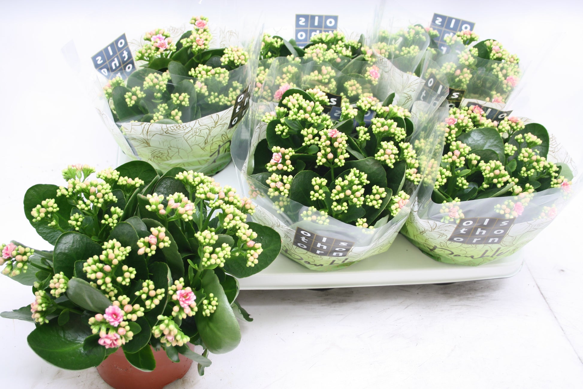 Kalanchoe Weaver Bicolor 24cm 15cm Pot