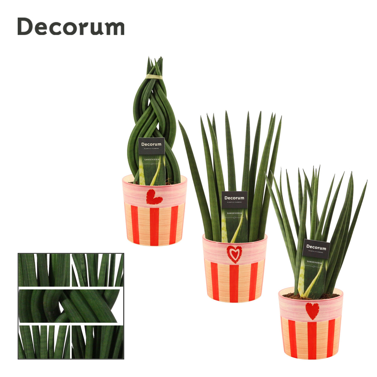 Sansevieria cylindrica 35cm 12cm Pot