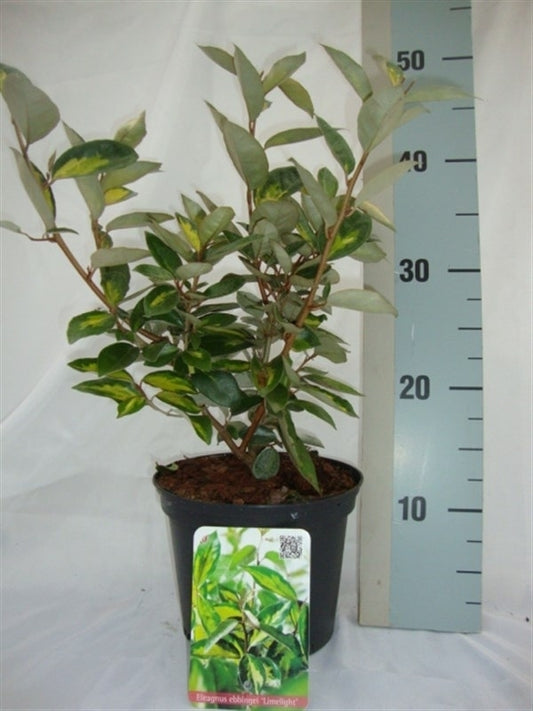 Elaeagnus ebbingei Limelight 45cm 17cm Pot