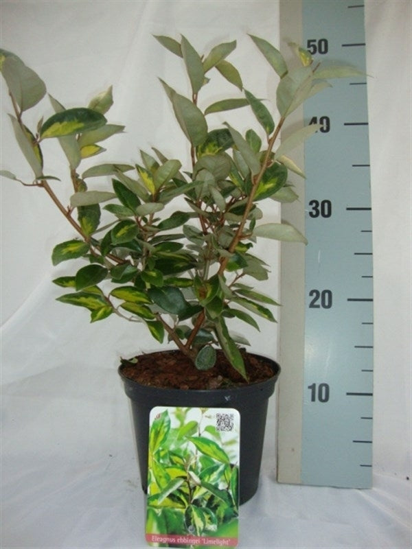 Roessel Tuinpl. VOF, B. v. Elaeagnus ebbingei Limelight Pack of 1