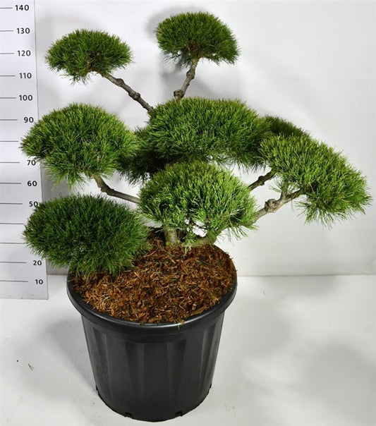 Pinus mugo Mughus 130cm 60cm Pot