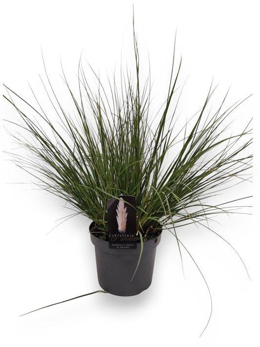 Cortaderia sellona Pumila 75cm 23cm Pot