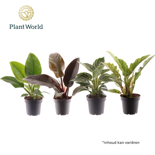 Philodendron gemengd div. soorten P12 30cm 12cm Pot