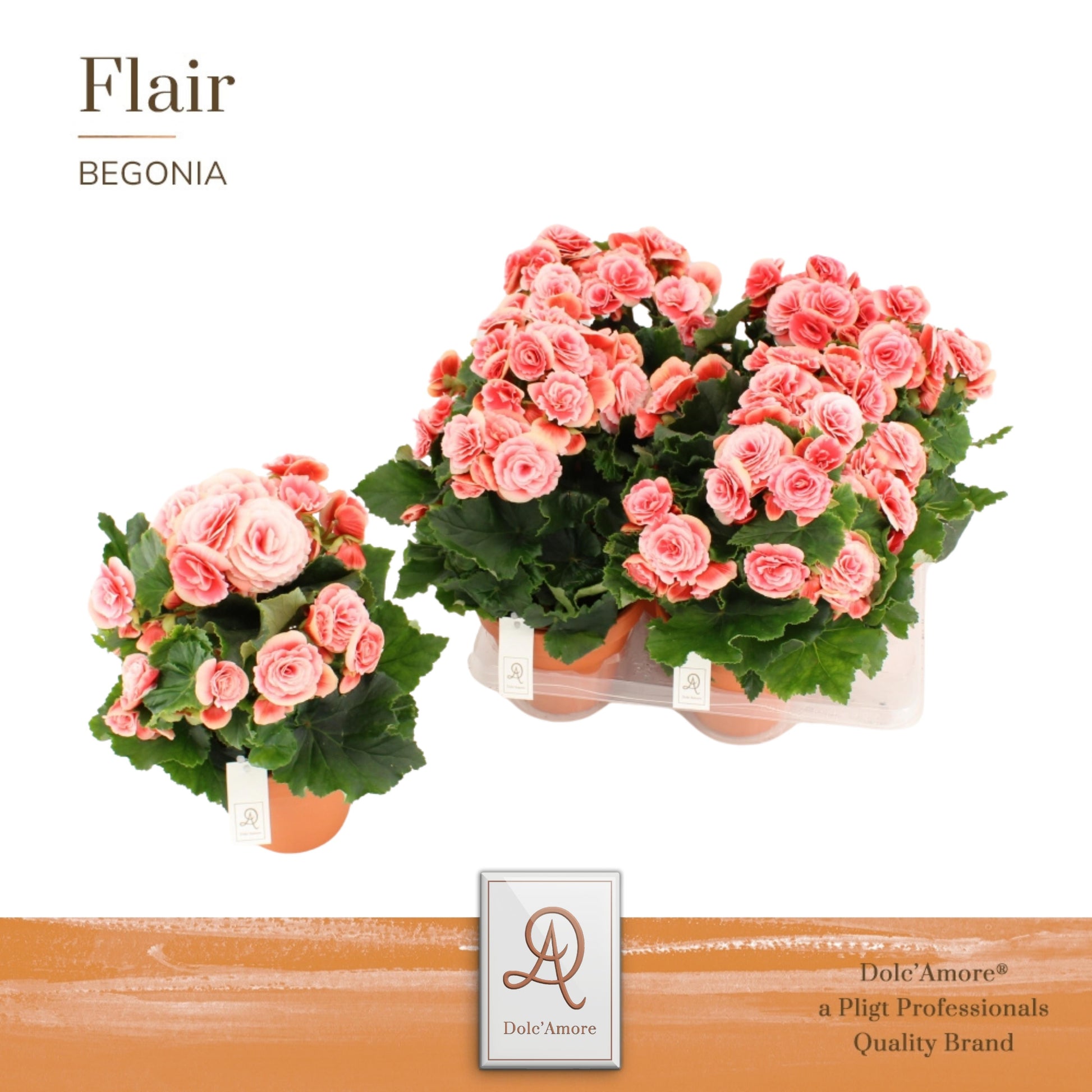 Pligt Professionals BV Begonia Borias Pack of 4