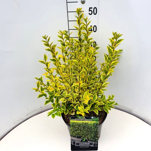 Ligustrum ovalifolium Aureum 65cm 28cm Pot
