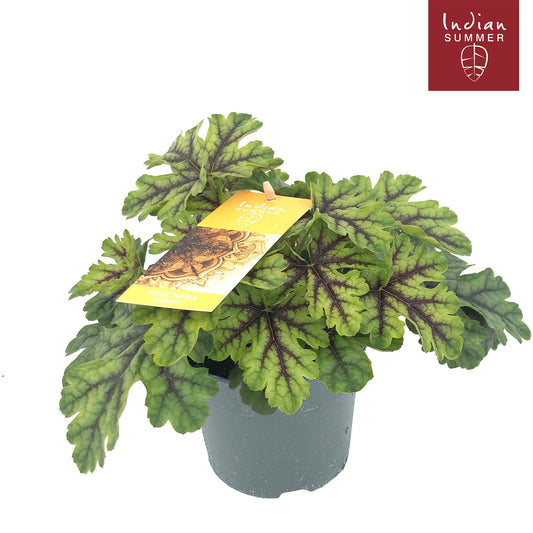 Heuchera Indian Summer green 25cm 12cm Pot
