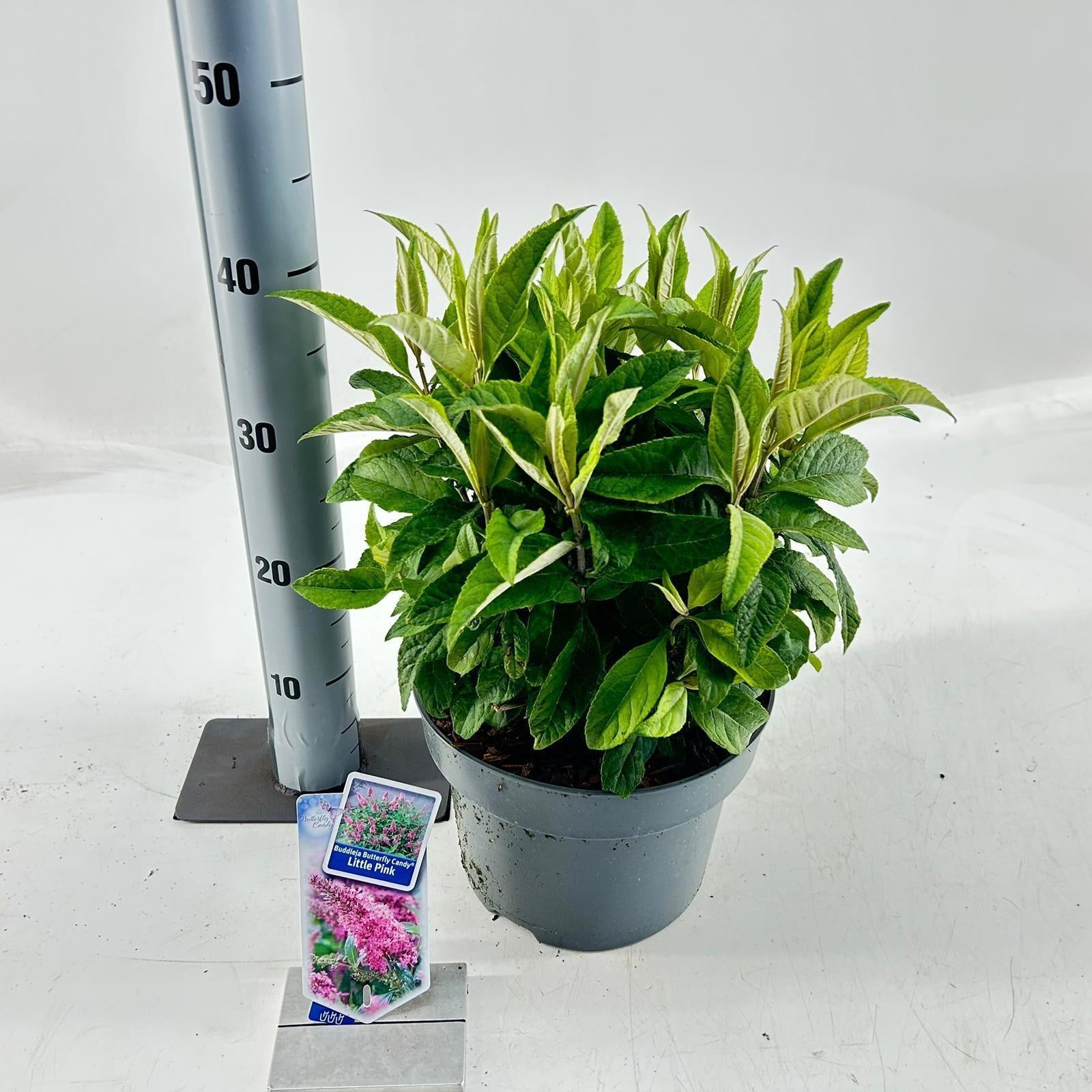 Buddleja Butterfly Candy Little Pink 35cm 23cm Pot