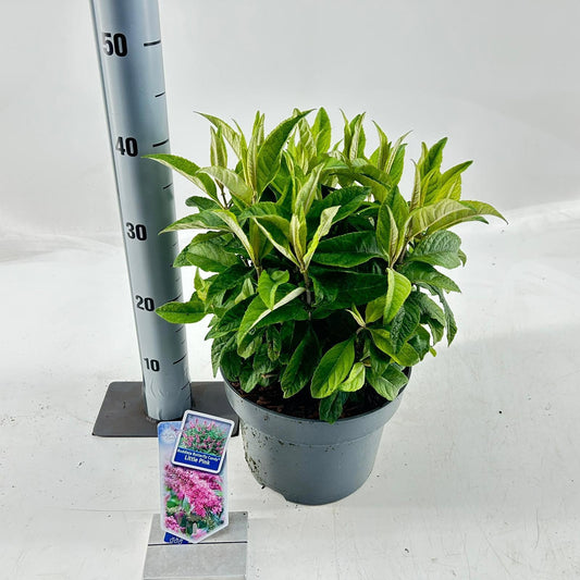 Buddleja Butterfly Candy Little Pink 35cm 23cm Pot