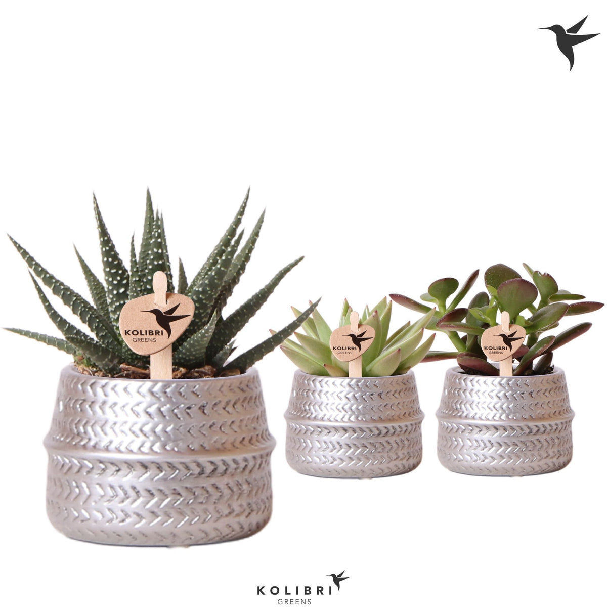 Succulent mix 13cm 6cm Pot