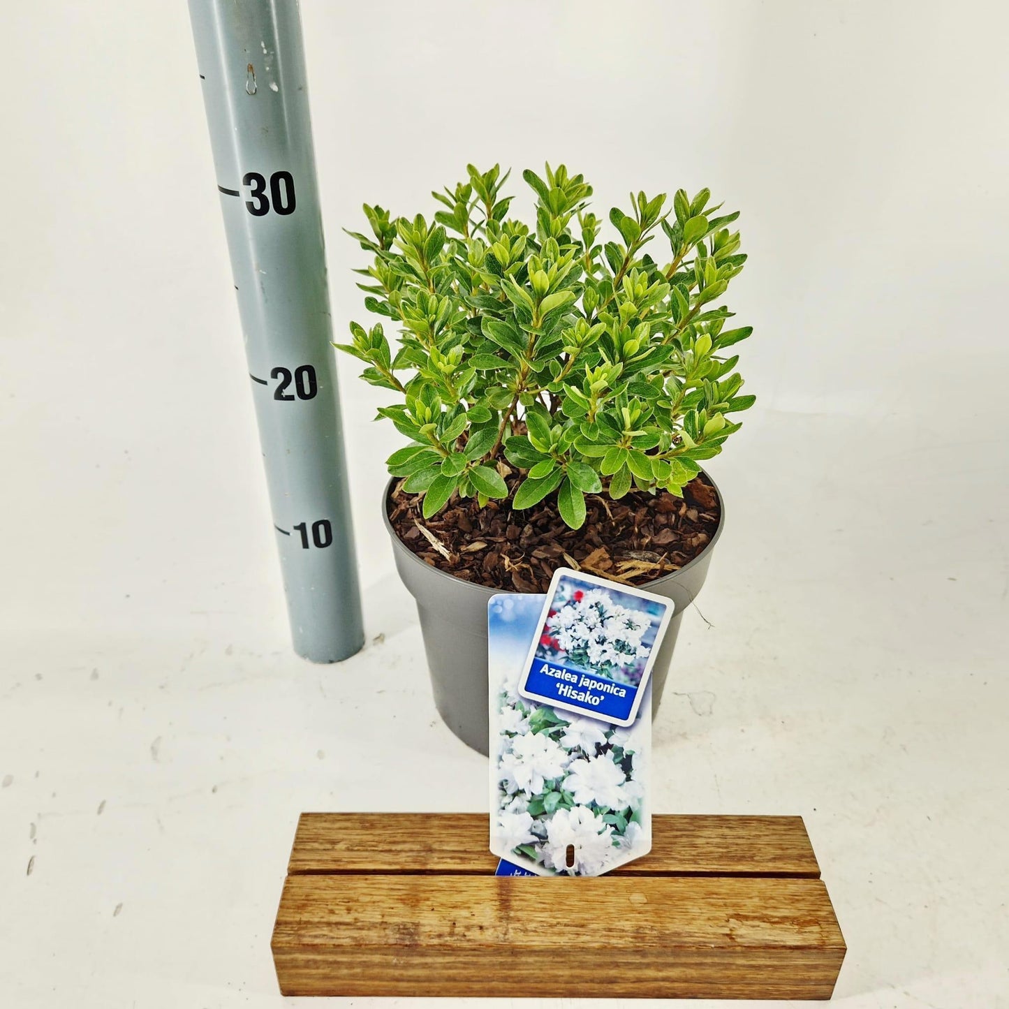 Rhododendron japonicum 30cm 19cm Pot