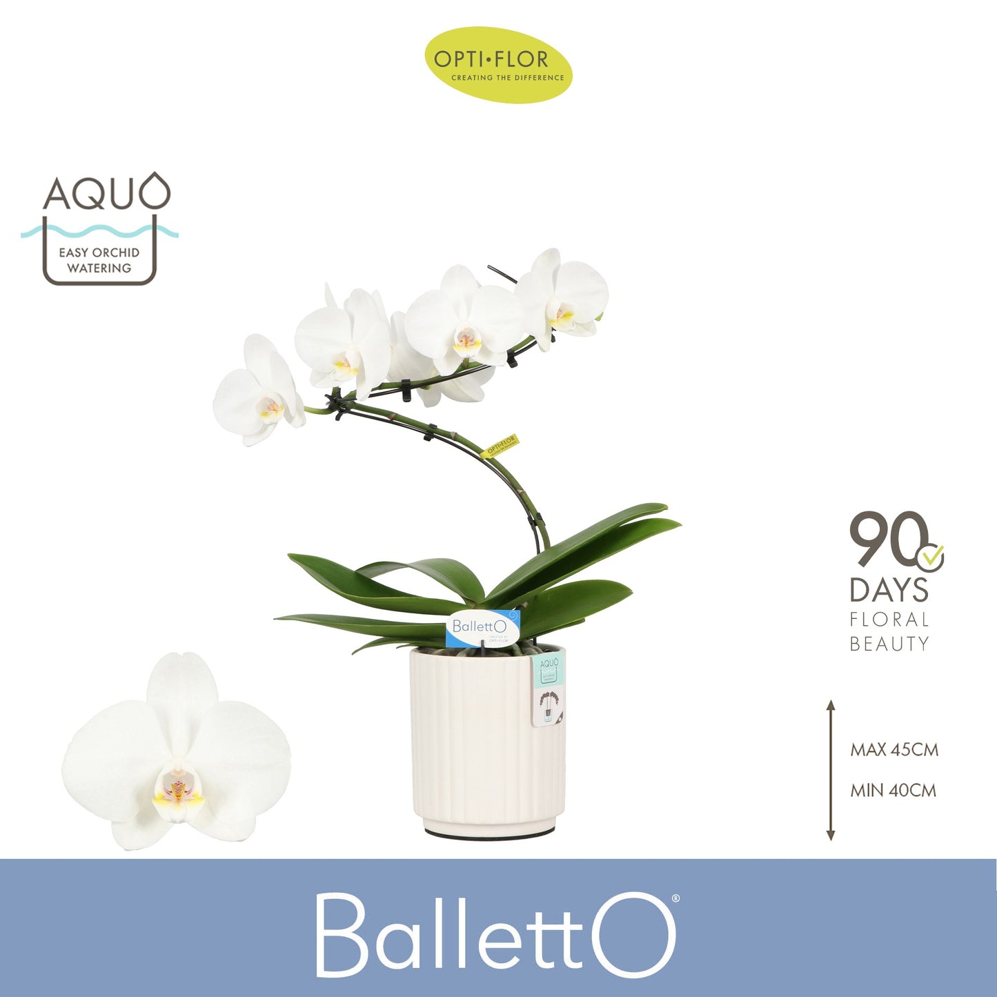 Phalaenopsis white 45cm 12cm Pot