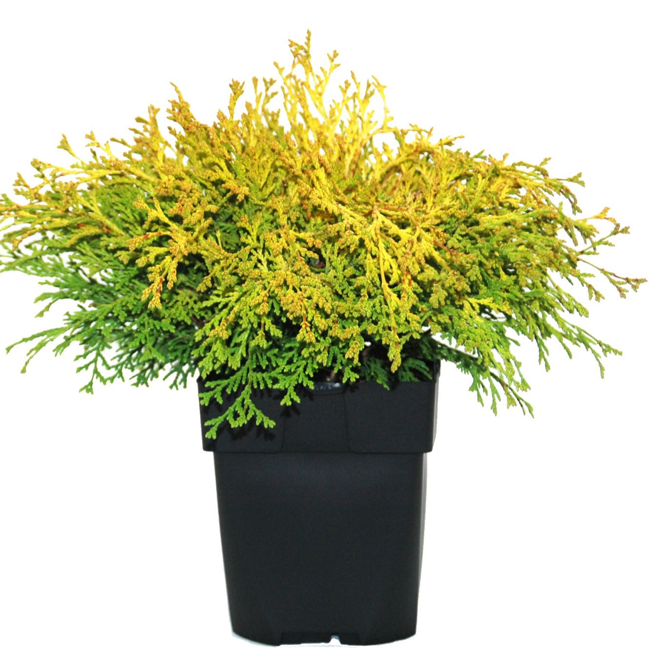 Chamaecyparis obtusa Kamarachiba 35cm 17cm Pot