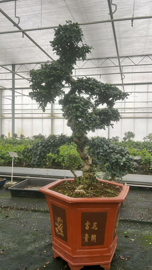 Carmona Bonsai 125cm 43cm Pot