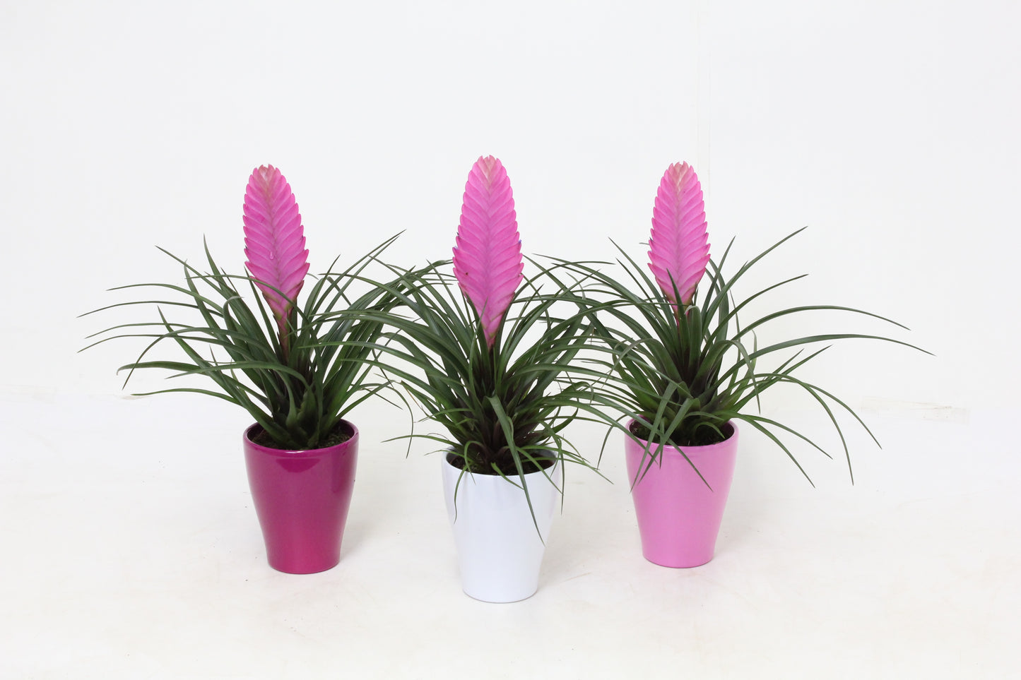 Tillandsia cyanea 35cm 10cm Pot