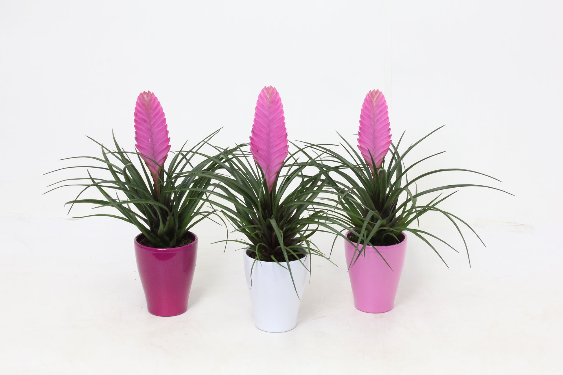 Tillandsia cyanea 35cm 10cm Pot