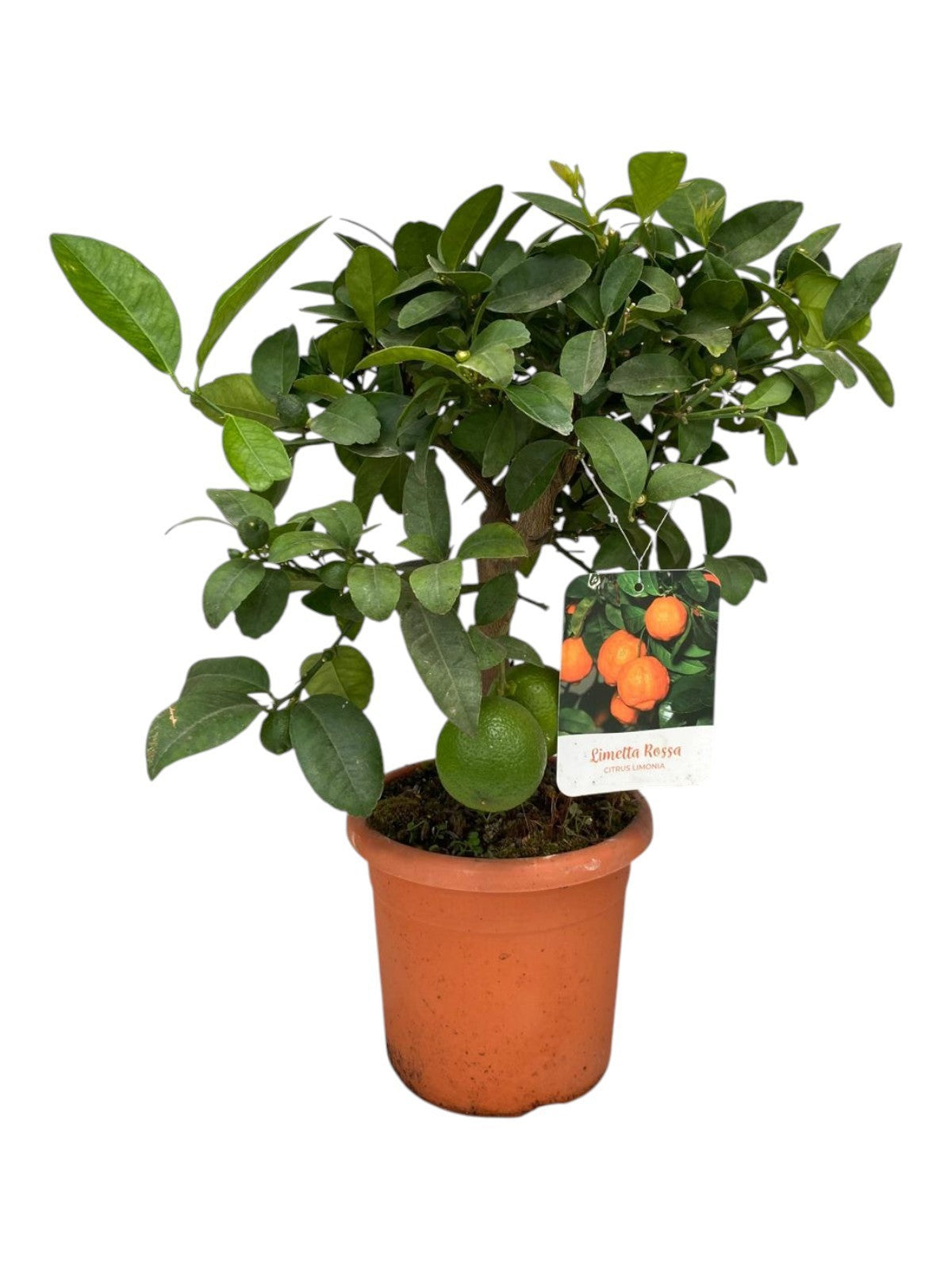 Citrus limetta 40cm 15cm Pot