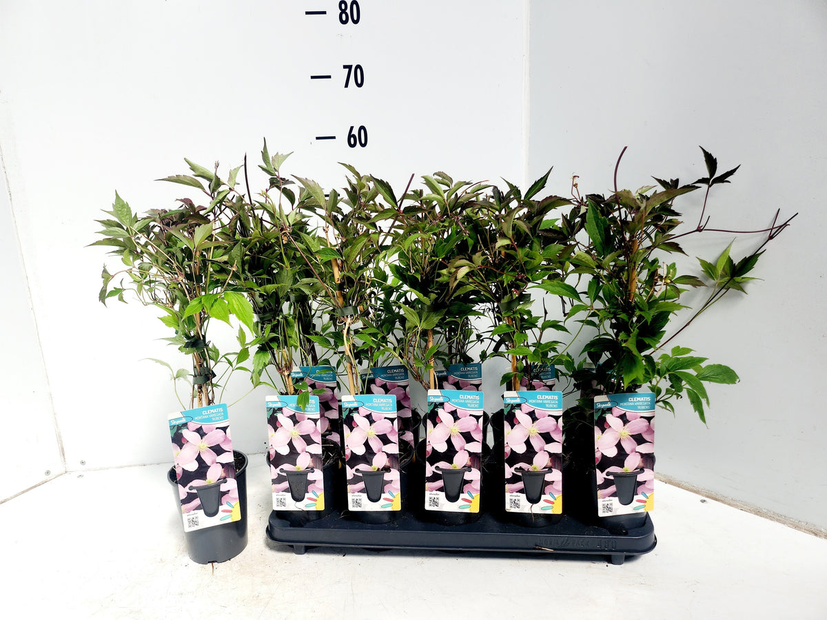 Clematis montana Rubens 50cm 12cm Pot