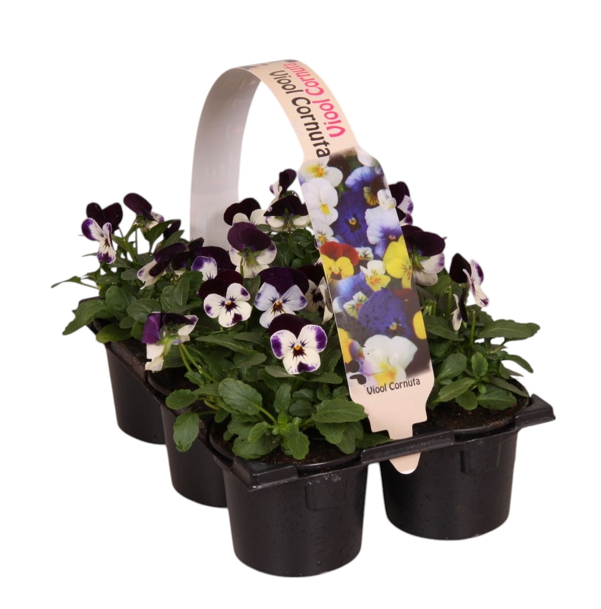 Zuidbaak Honselersdijk Viola corn. Callisto White with Violet Wing Pack of 14