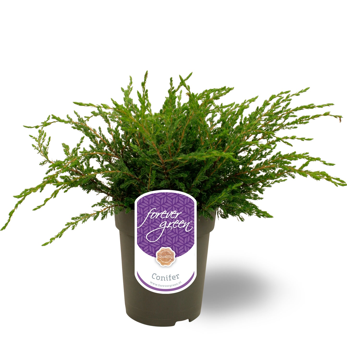 Juniperus Repanda 30cm 15cm Pot