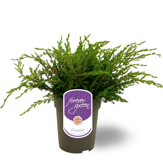 Juniperus Repanda 30cm 15cm Pot