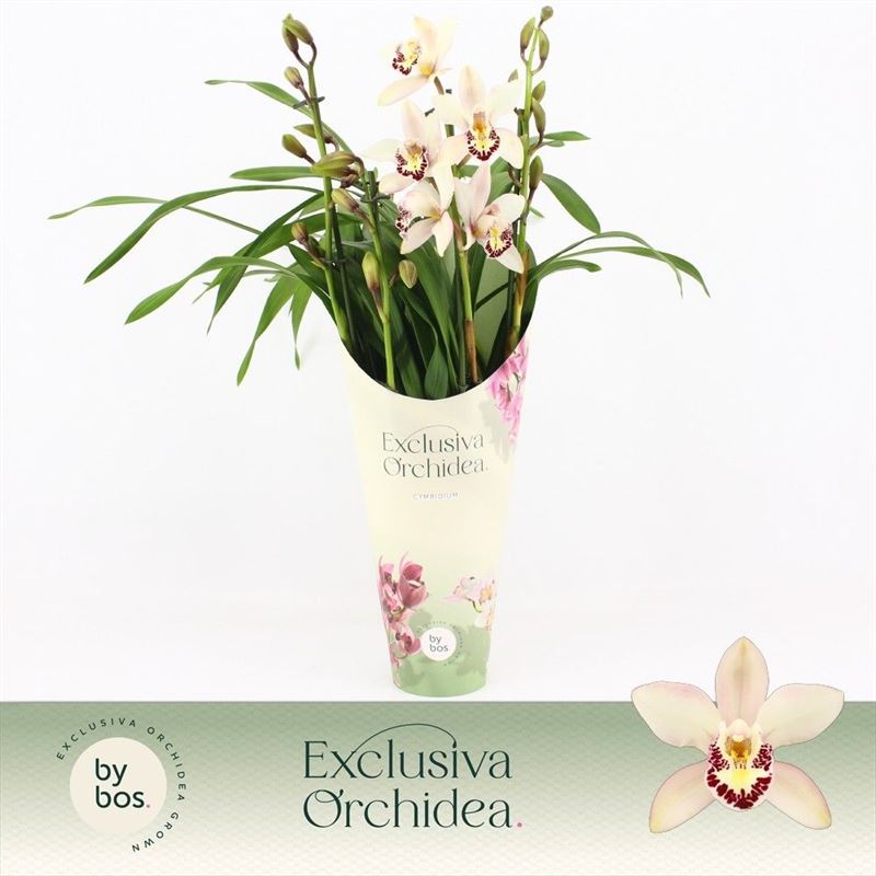 Cymbidium 55cm 12cm Pot