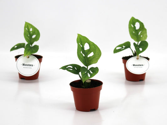 monstera-adansonii-15cm-6cm-pot