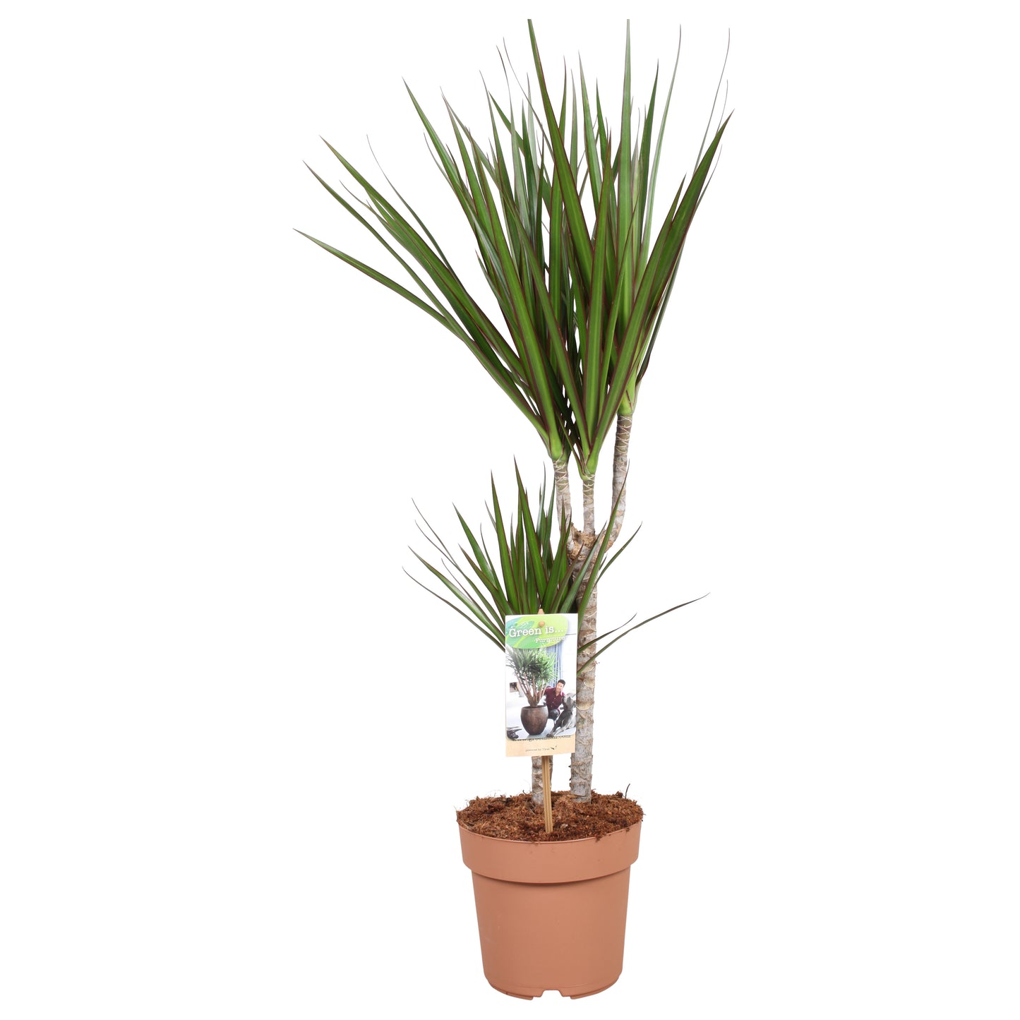 Vireo-Hedera plant BV Dracaena marginata Pack of 1