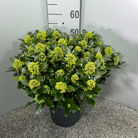 Skimmia japonica White Globe 50cm 27cm Pot