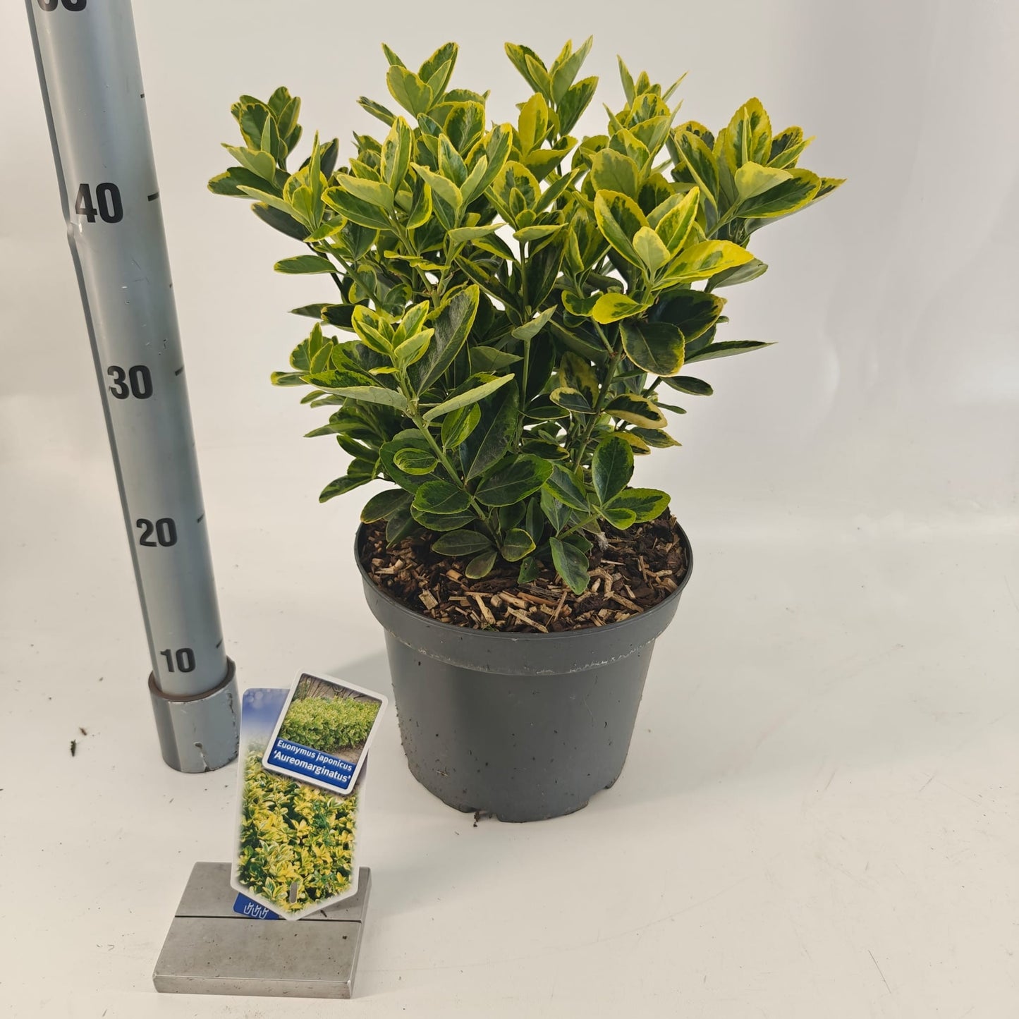 Euonymus Aureomarginatus 45cm 23cm Pot