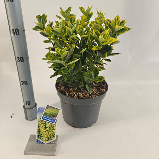 Euonymus Aureomarginatus 45cm 23cm Pot