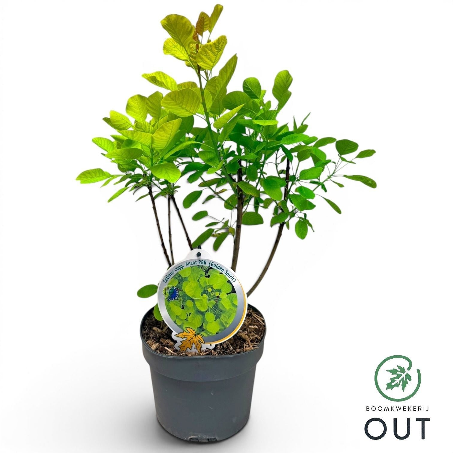 Cotinus Golden Spirit 50cm 19cm Pot
